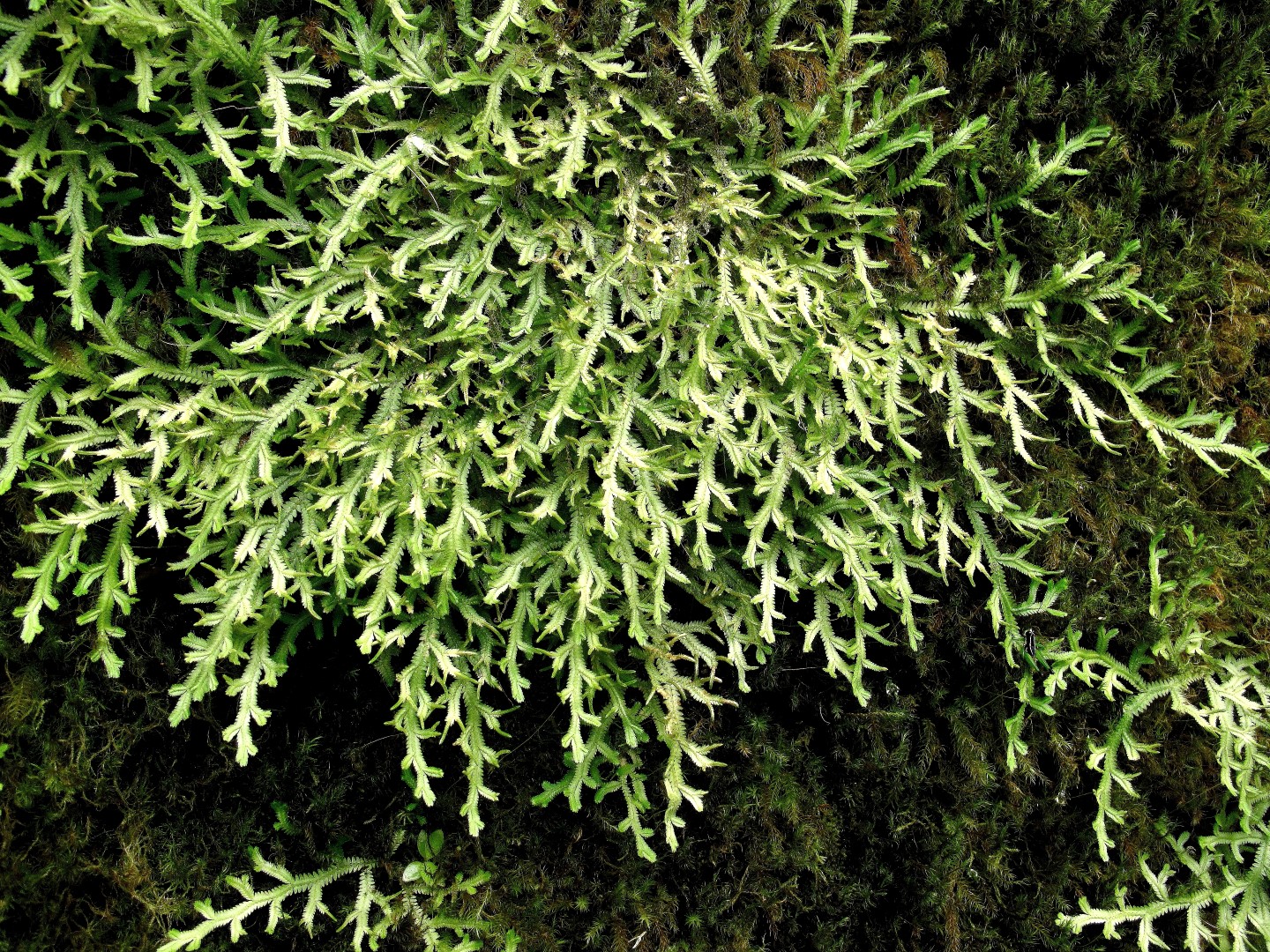 Selaginella jungermannioides