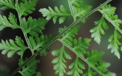 Cystopteris fragilis s.l.