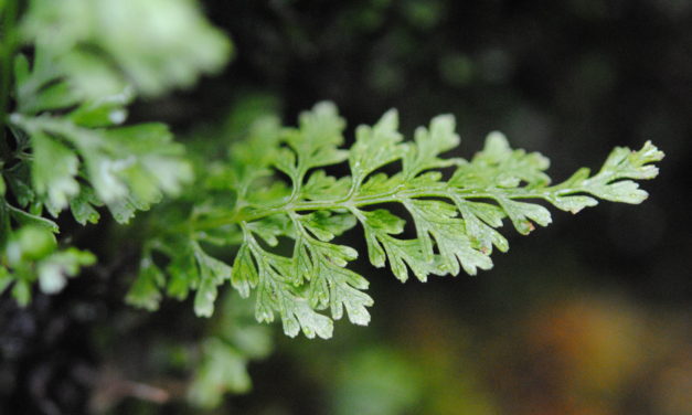 Cystopteris