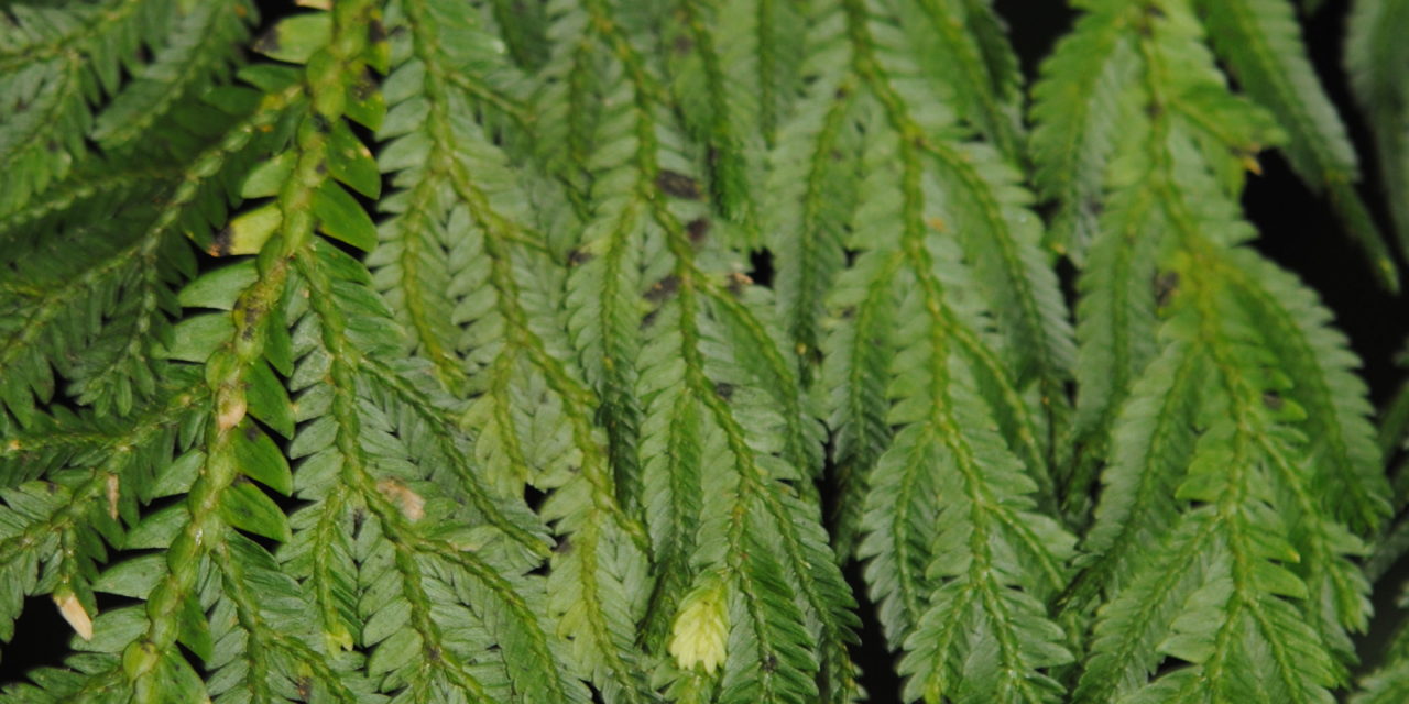 Selaginella oaxacana