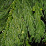 Selaginella oaxacana