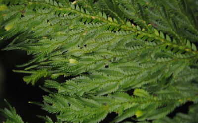 Selaginella oaxacana