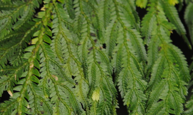 Selaginella oaxacana