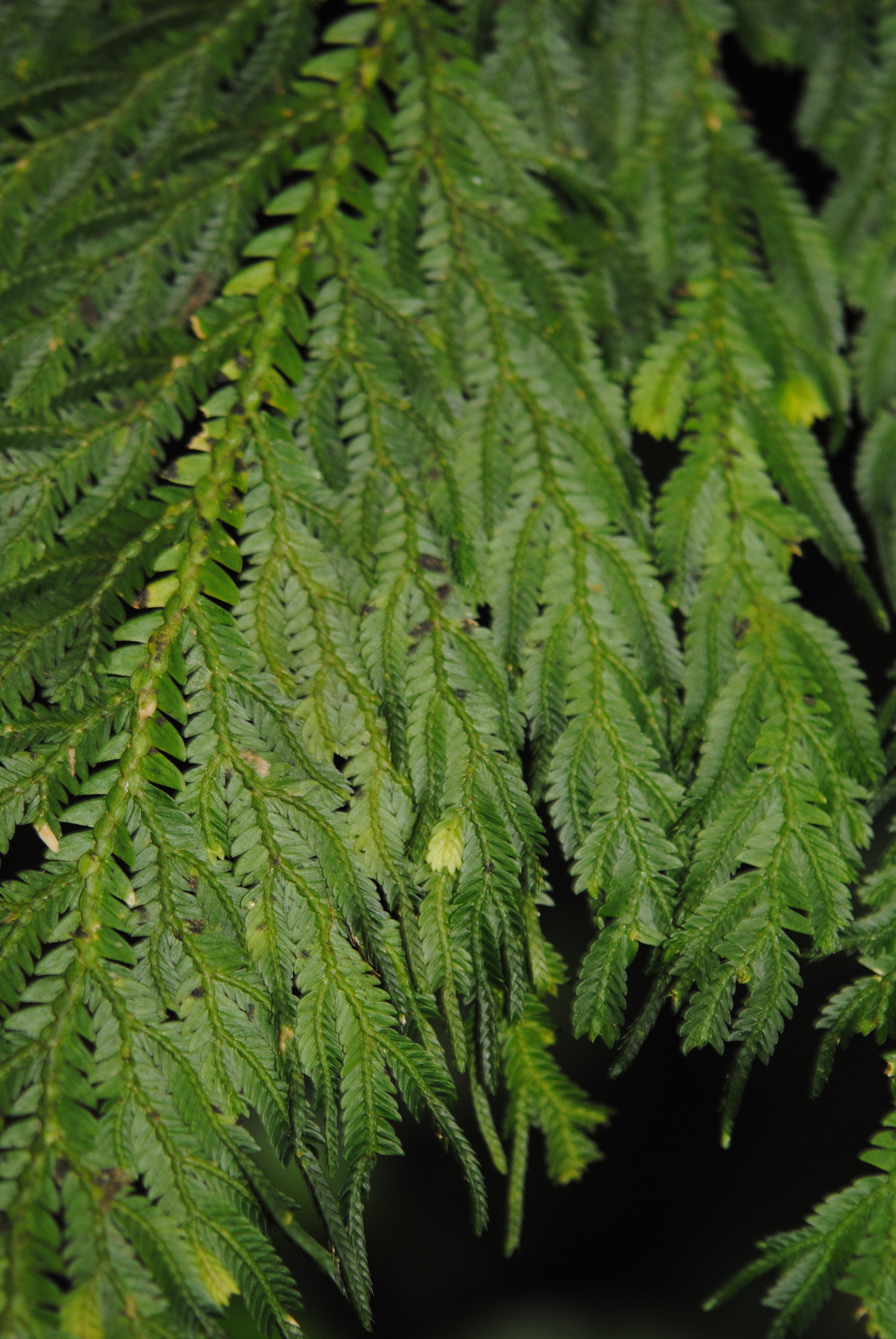 Selaginella oaxacana