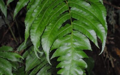 Diplazium urticifolium