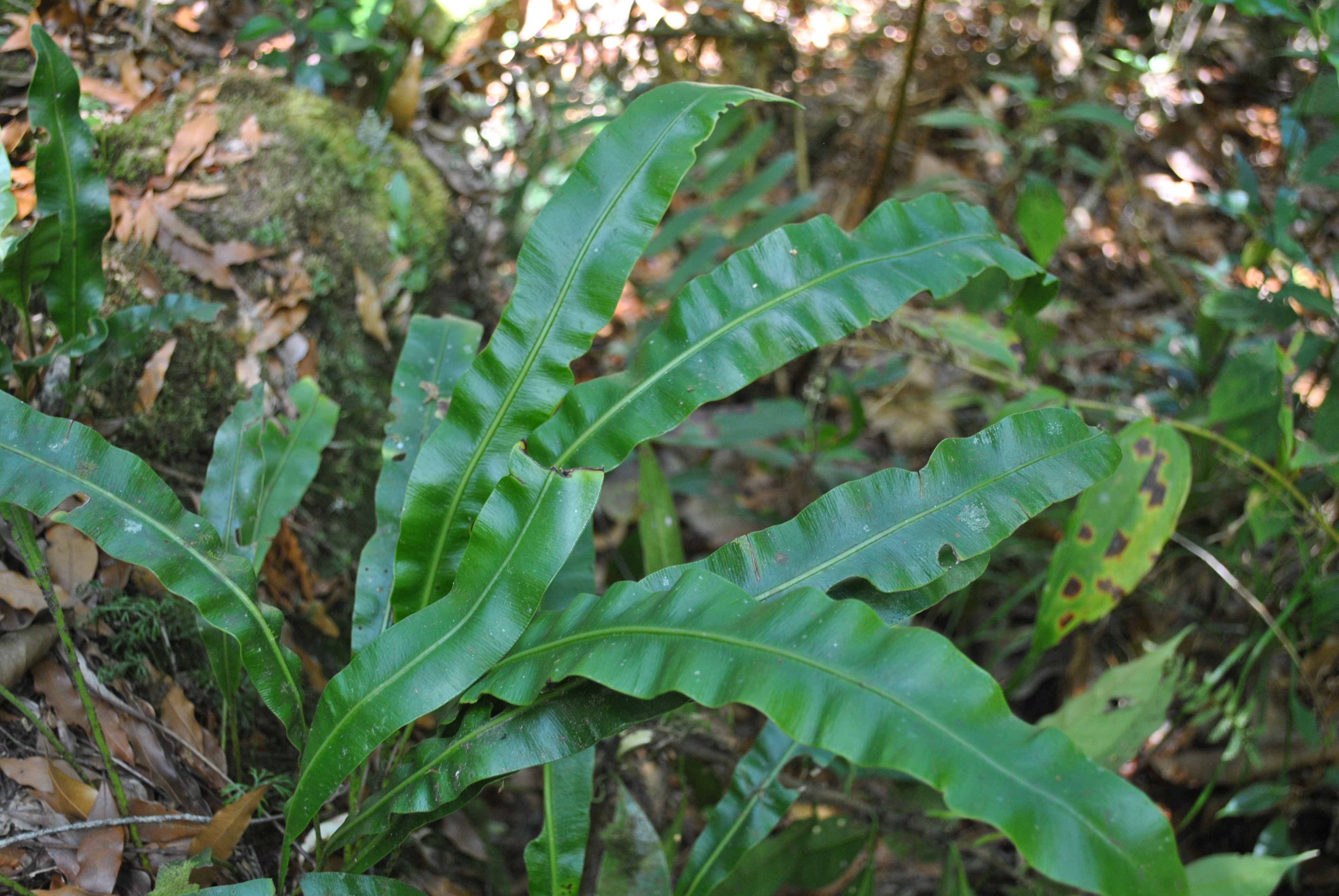 Elaphoglossum sartorii