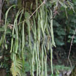 Elaphoglossum vestitum
