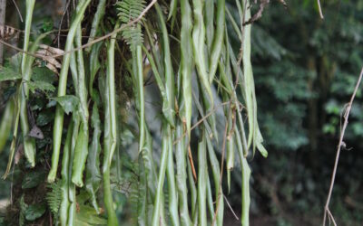 Elaphoglossum vestitum