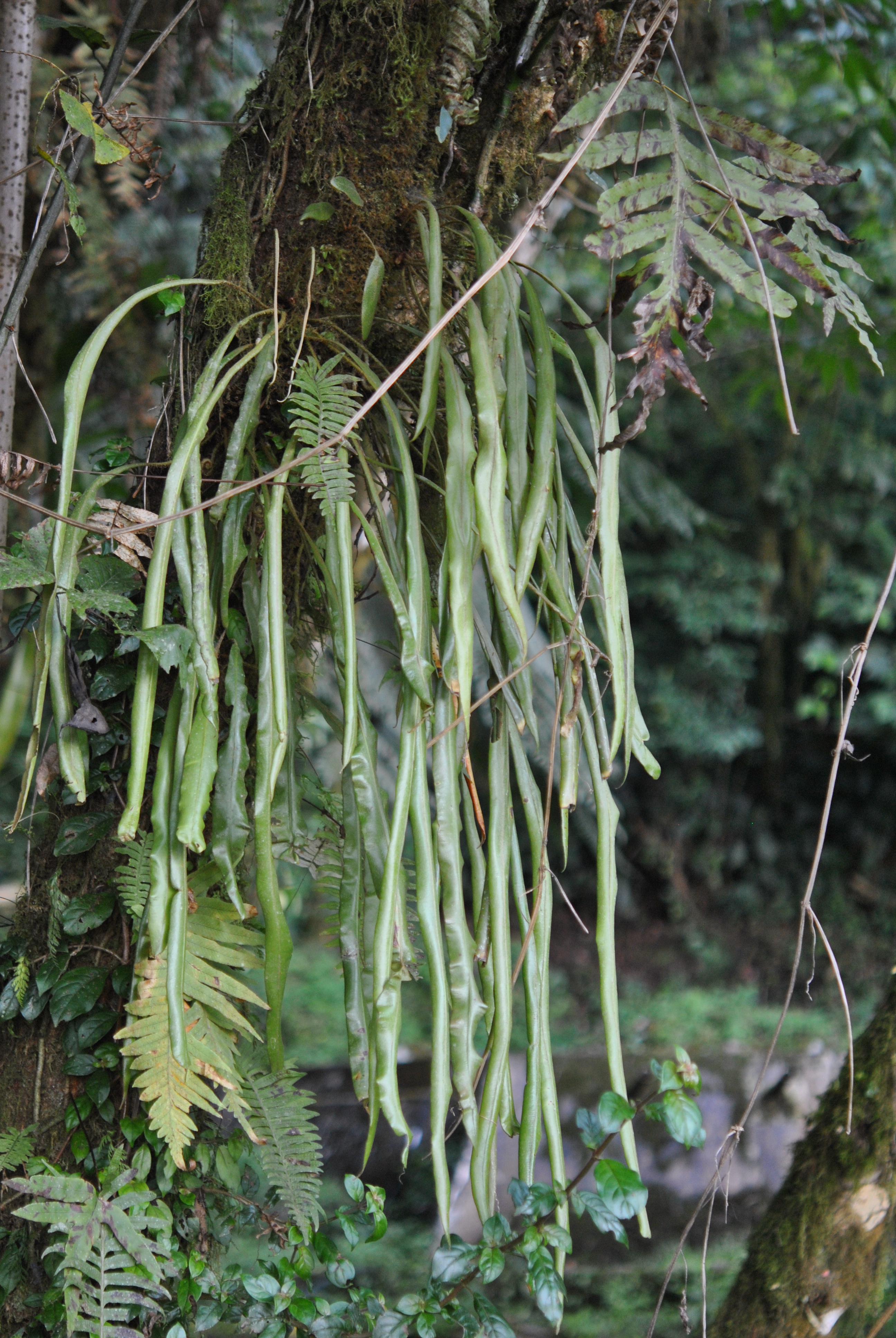 Elaphoglossum vestitum