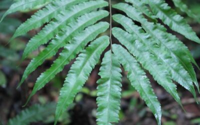 Goniopteris obliterata