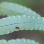 Nephrolepis pendula