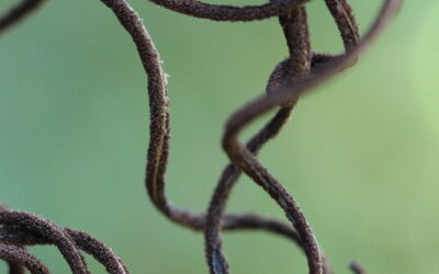 Parablechnum schiedeanum