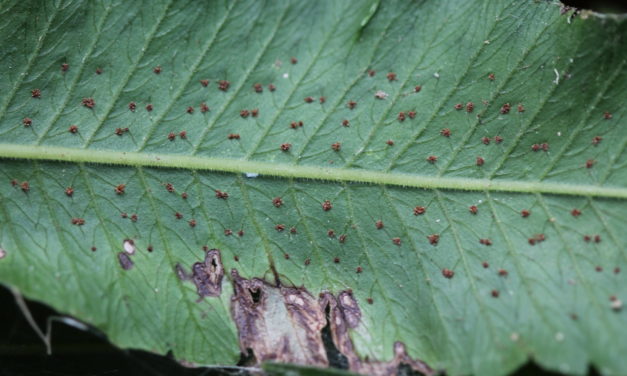 Goniopteris mollis