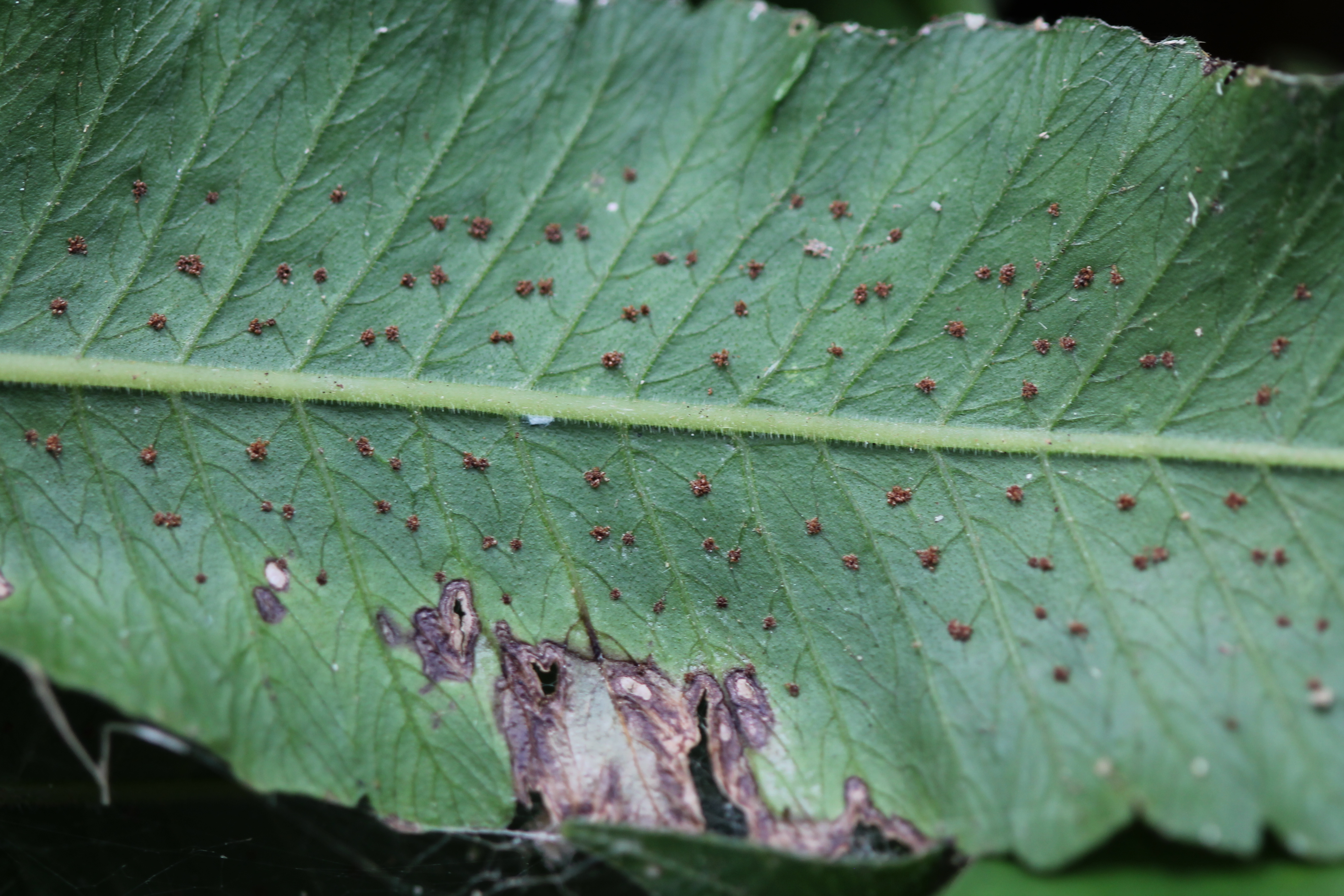 Goniopteris mollis