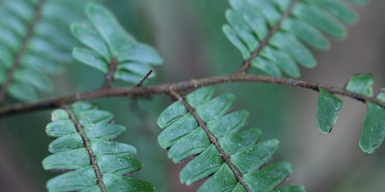 Adiantum pulverulentum