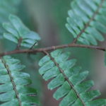 Adiantum pulverulentum