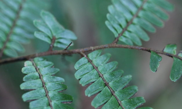 Adiantum pulverulentum