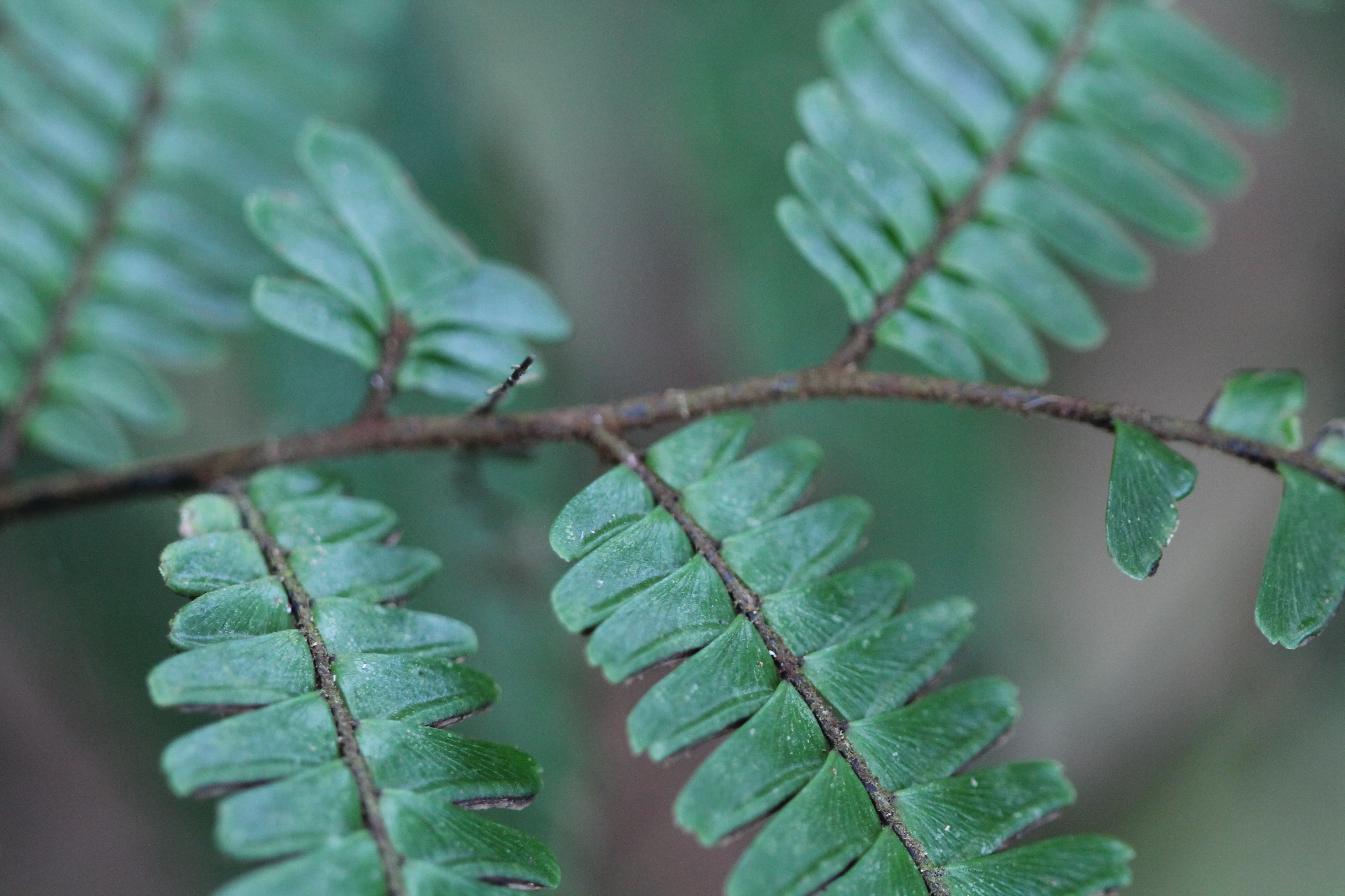 Adiantum pulverulentum