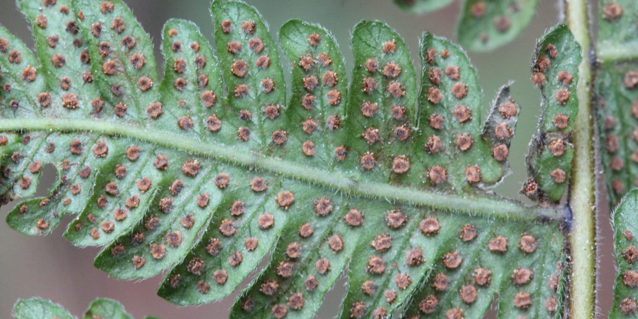 Christella dentata