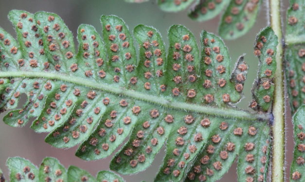 Christella dentata