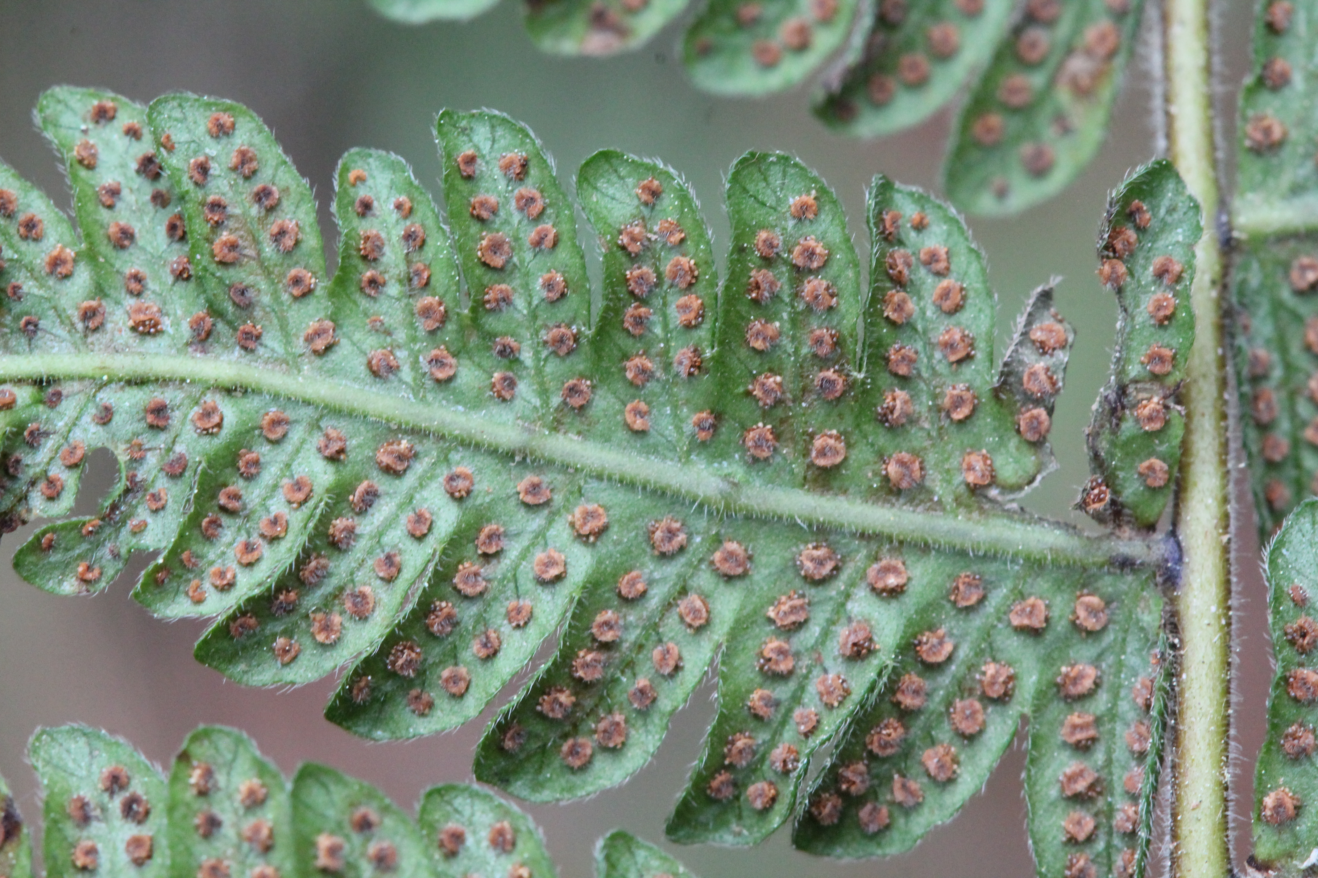 Christella dentata