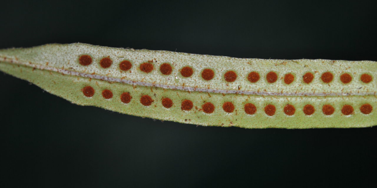 Microgramma percussa