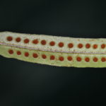 Microgramma percussa