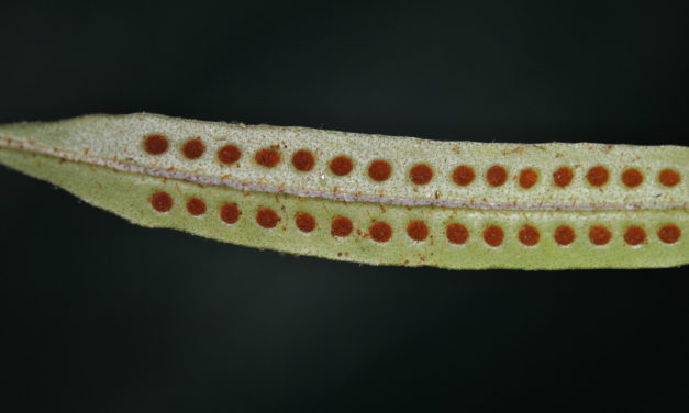 Microgramma percussa