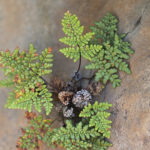 Cheilanthes hispanica