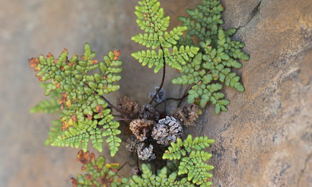 Cheilanthes hispanica