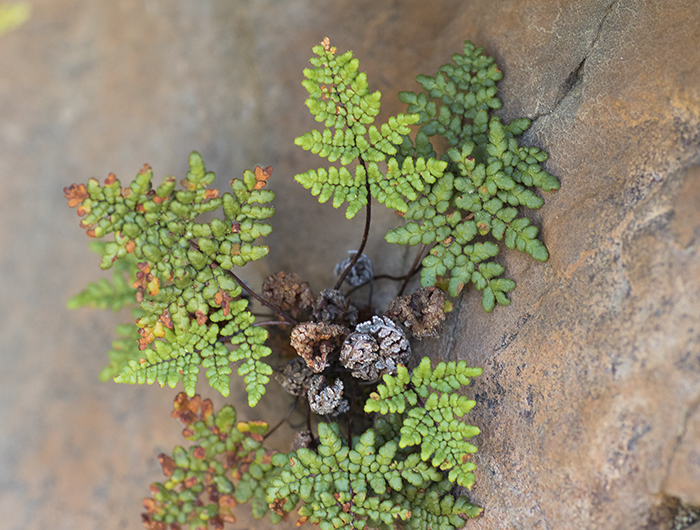 Cheilanthes hispanica