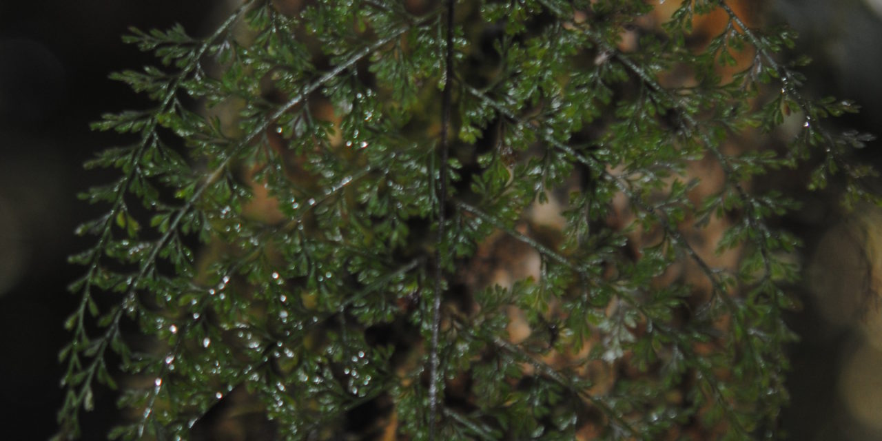 Asplenium novoguineense