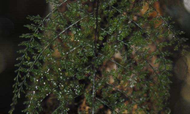 Asplenium novoguineense