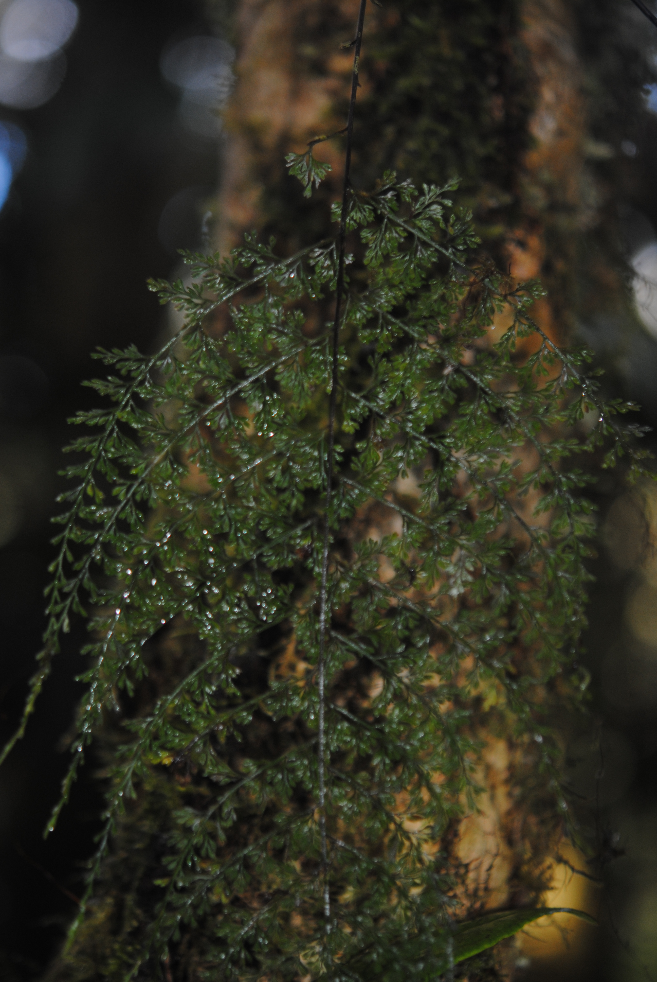 Asplenium novoguineense