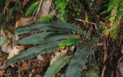 Sphaerostephanos beccarianus