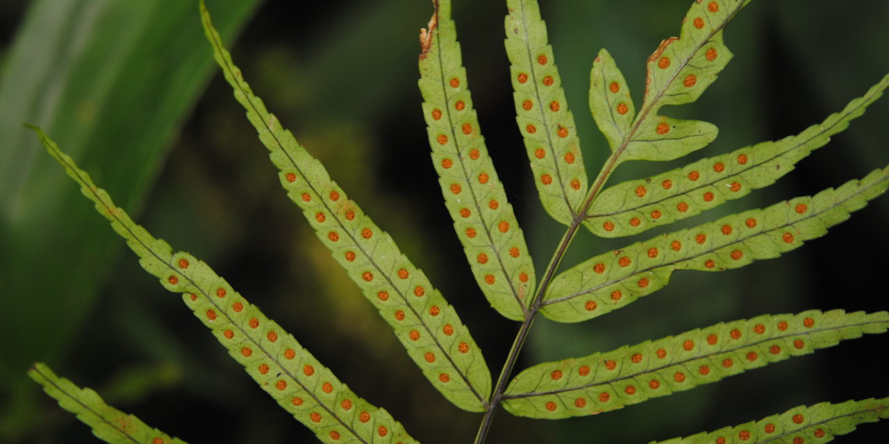 Goniophlebium serratifolium