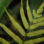 Goniophlebium serratifolium