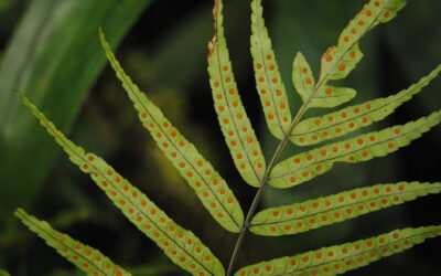 Goniophlebium serratifolium