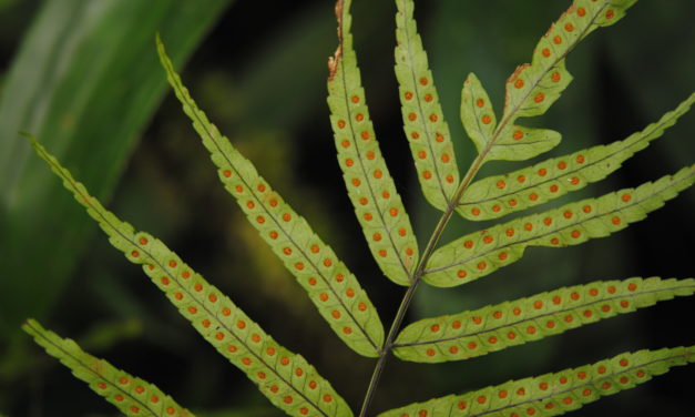 Goniophlebium serratifolium