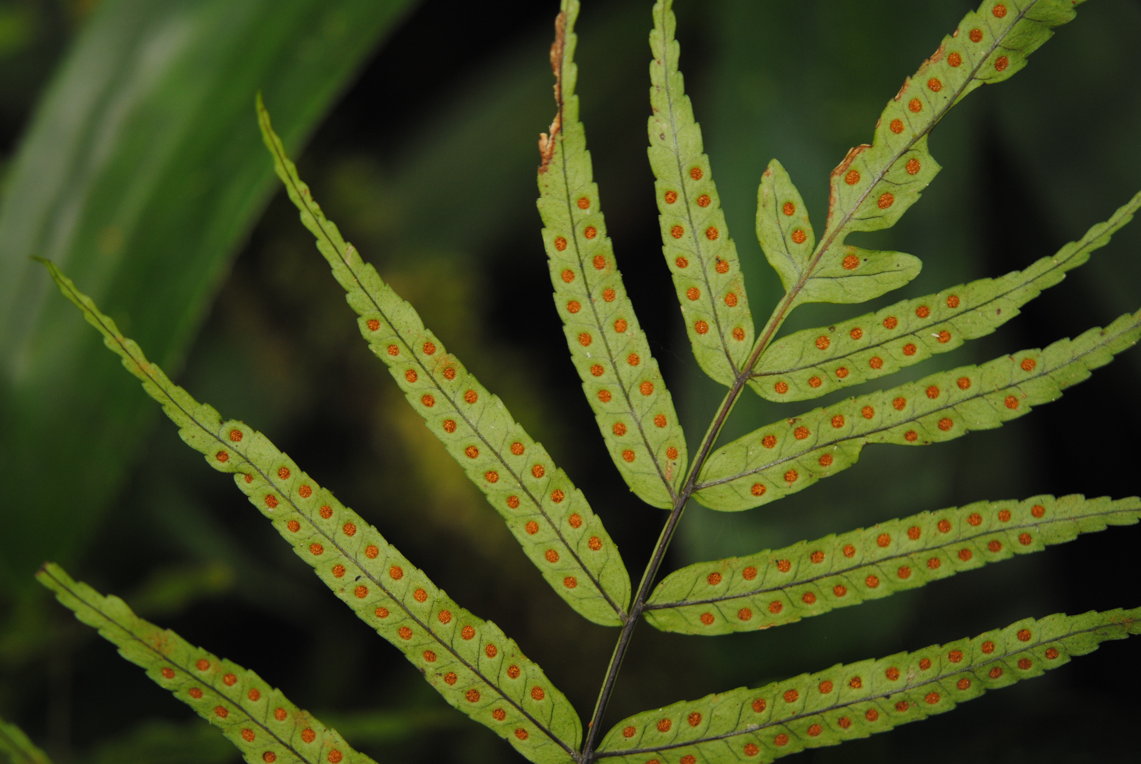 Goniophlebium serratifolium