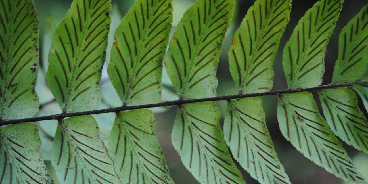 Asplenium sancti-christophori