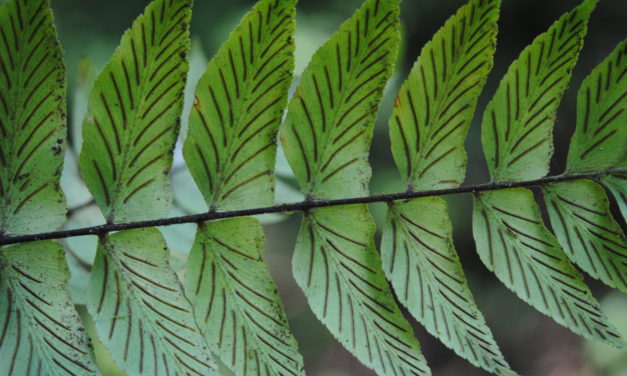 Asplenium sancti-christophori