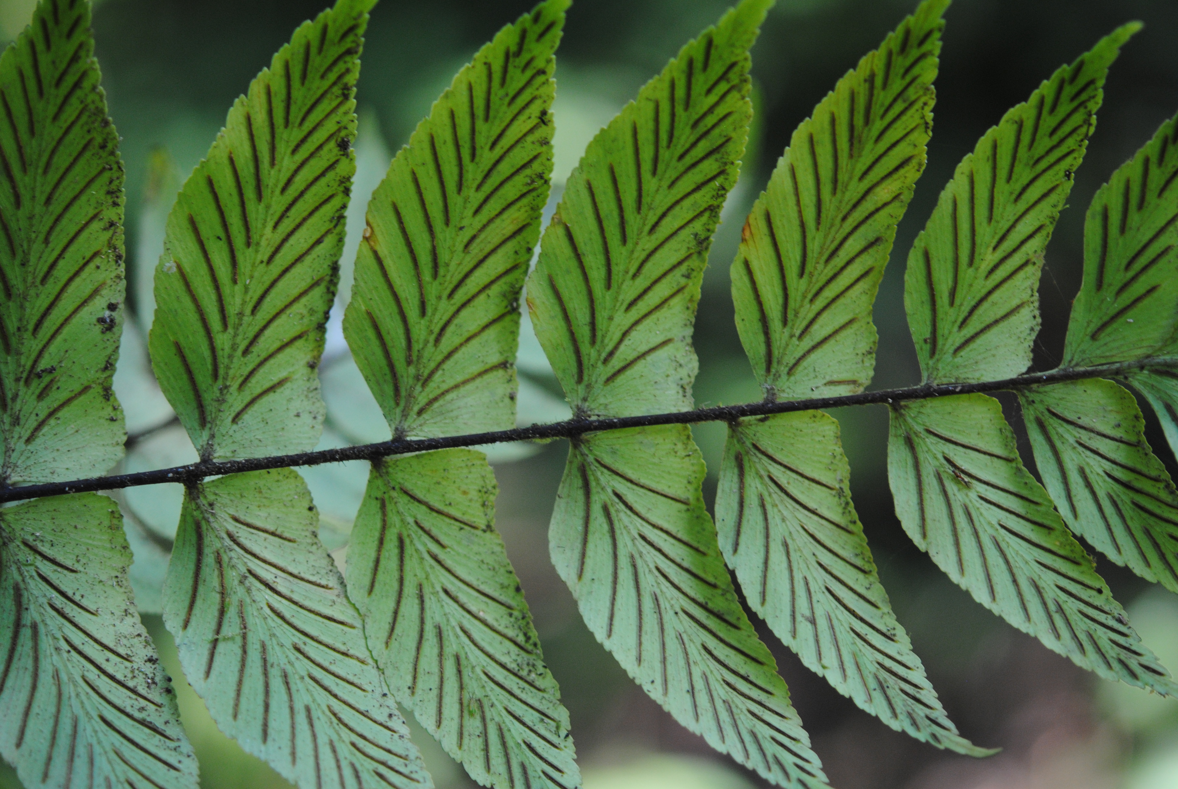 Asplenium sancti-christophori