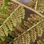 Athyrium filix-femina