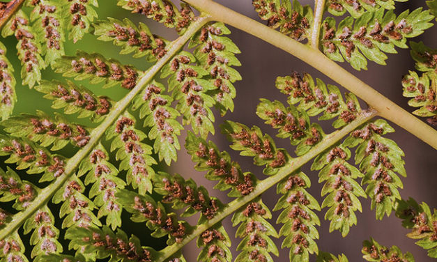 Athyrium filix-femina