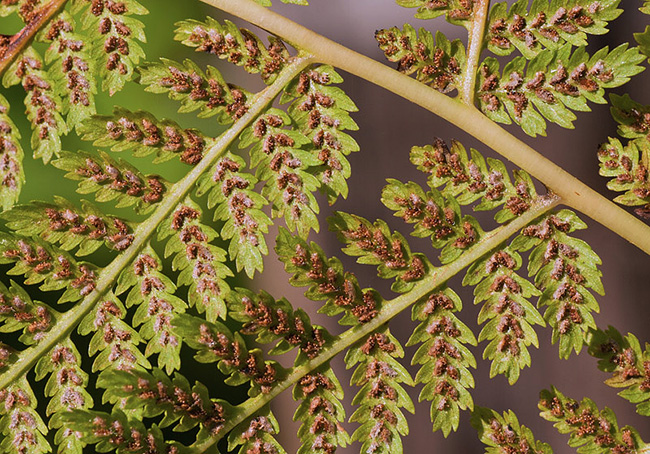 Athyrium filix-femina