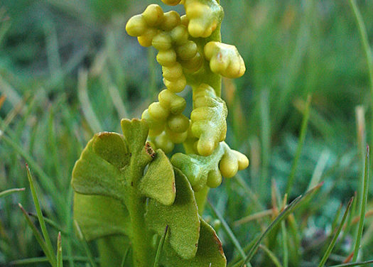 Botrychium lunaria