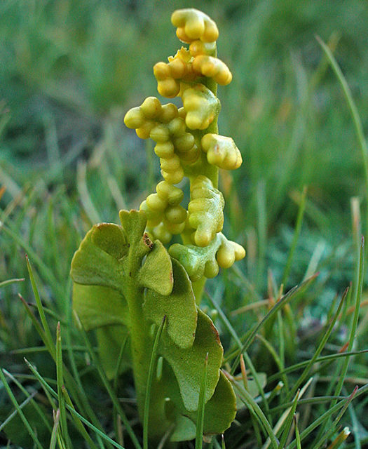 Botrychium lunaria