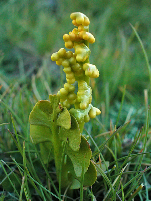 Botrychium lunaria