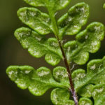 Cheilanthes acrostica